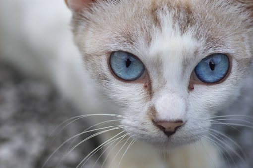 今日、出会った猫。