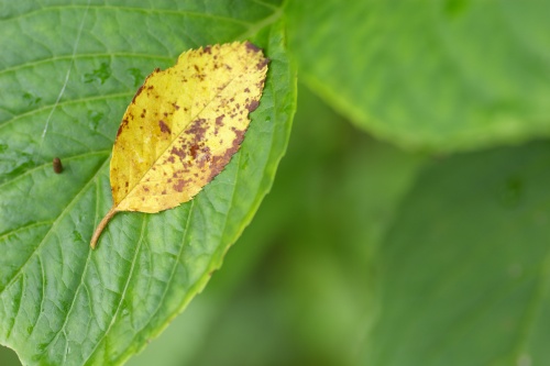 葉っぱ模様