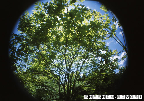 太陽光線は木陰で避けて･･･