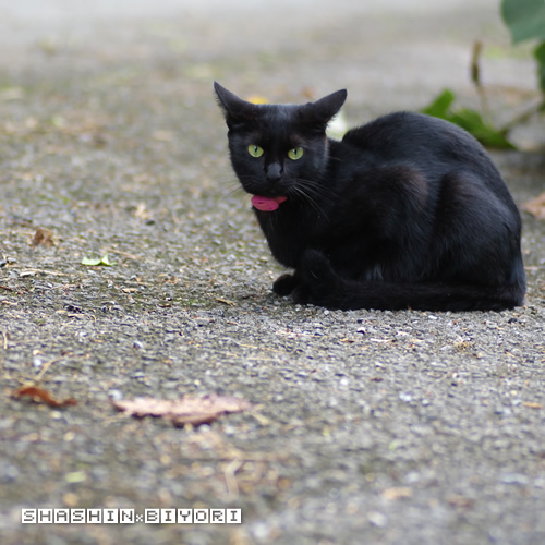 ある田舎道で･･･ジジに出会った･･･