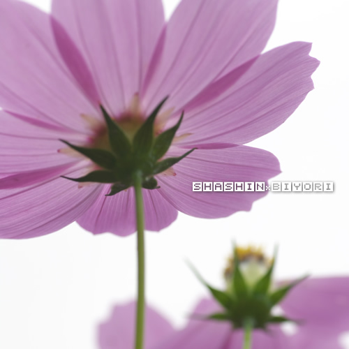 朝の空とピンク色コスモス