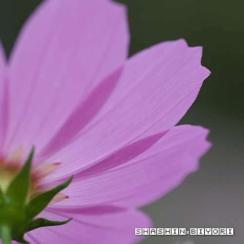 コスモス花びらの裏側調査