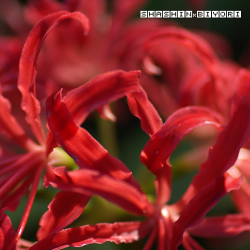 彼岸花の妖艶ダンス