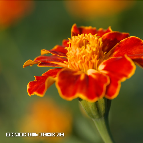 オレンジの花①