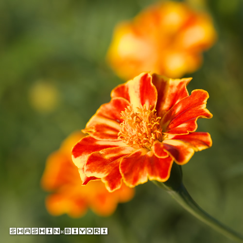 オレンジの花②