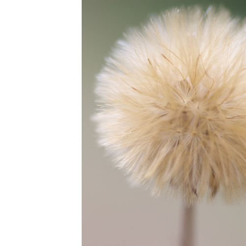 綿帽子、すりすり。