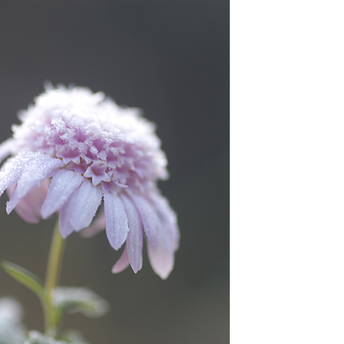 いよいよ、寒くなってまいりました。