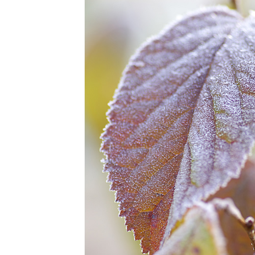 寒い朝の光景。