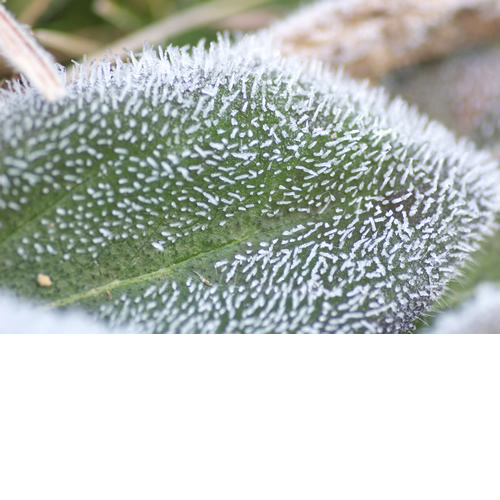 サボテンじゃない。