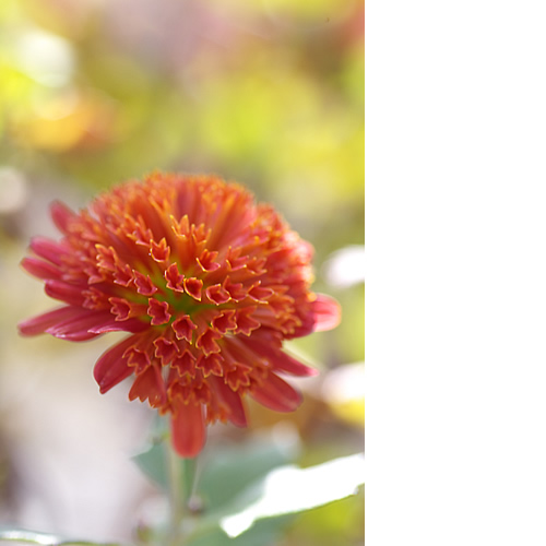 飛び出せ！情熱♪