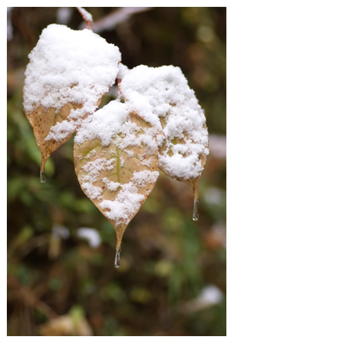 雪に凍える三兄弟
