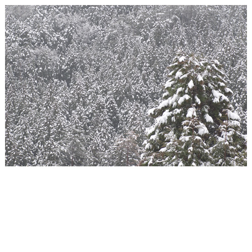 杉の木にモリモリ雪が･･･