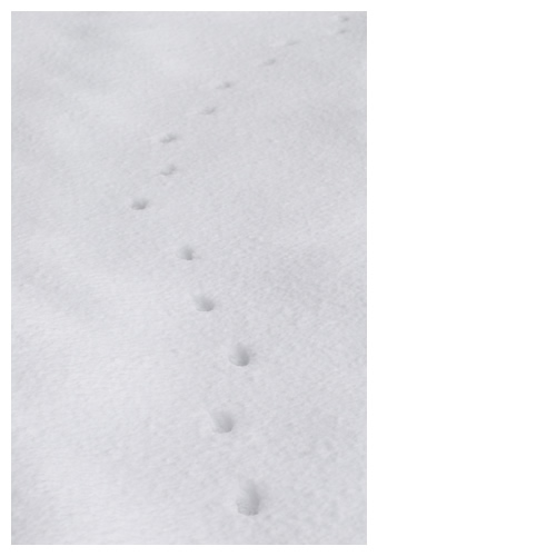 雪原に残る来訪者の足跡