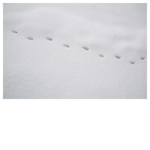 雪原の足跡アート