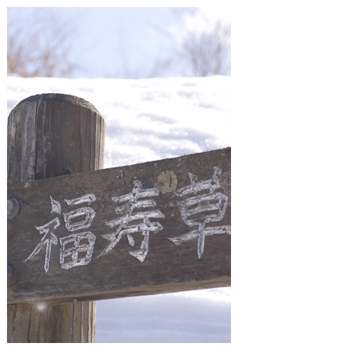 大豊町（高知県）の福寿草