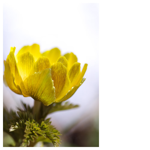 福寿草のアップ