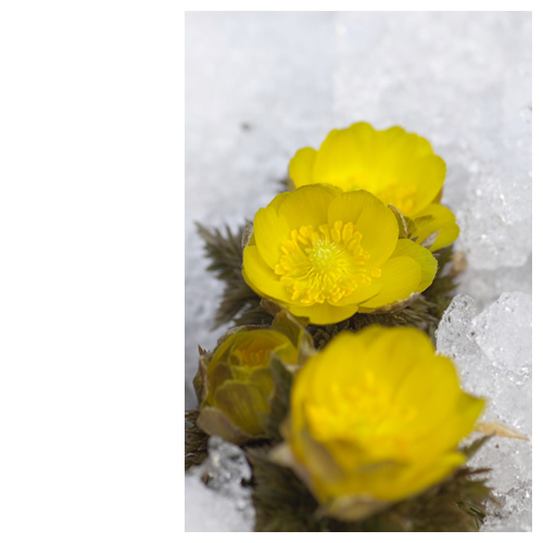 雪解けと福寿草