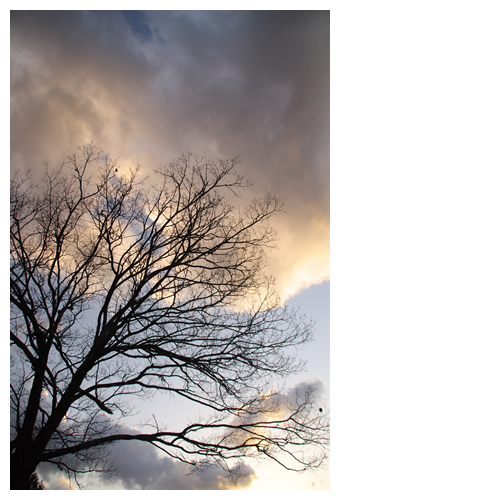 薄明るい空と木のシルエット