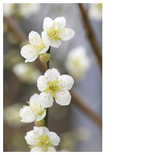 春の足音。桜か梅か？