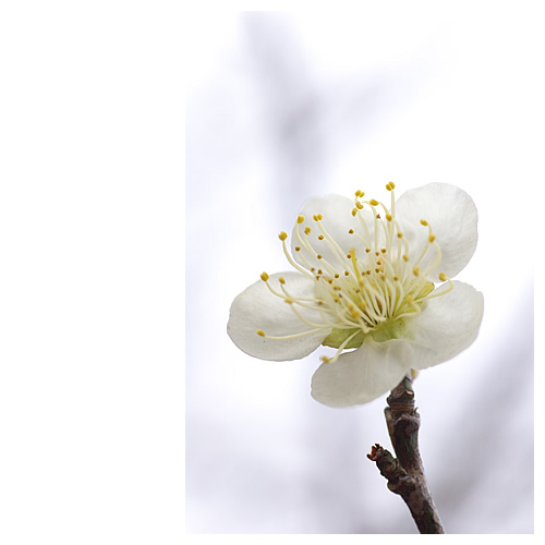 春の足音。光に透ける白の花びら