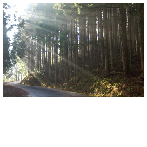 朝の光、漏れる。