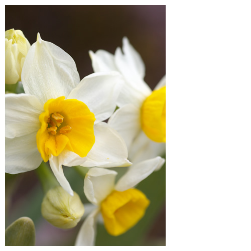 水仙（スイセン）：白い花びらと黄色ど真ん中