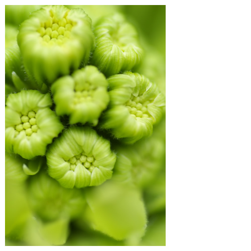 目覚める「ふきのとう」