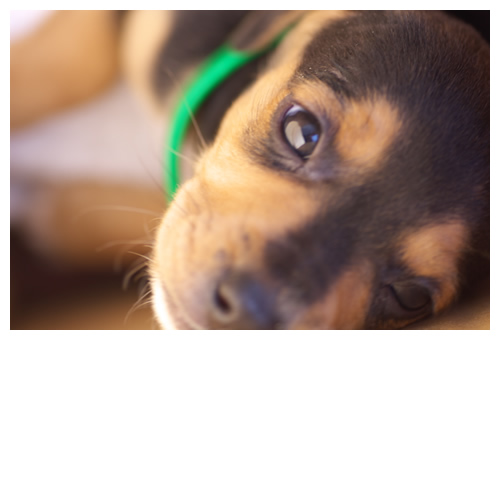 ビーグル犬が来ました♪