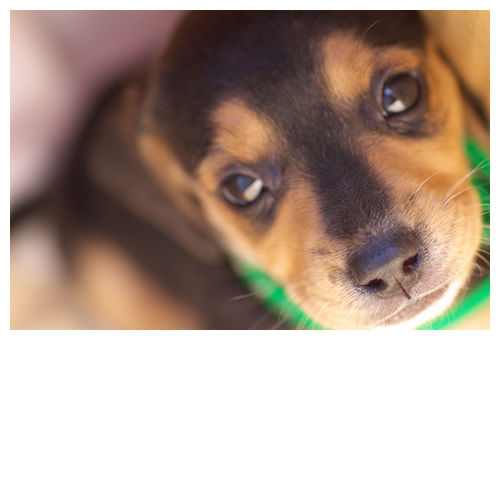 名前は『ルート』