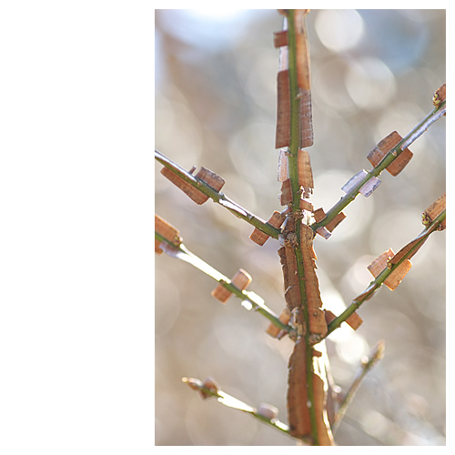 肩車ばんざ～い！