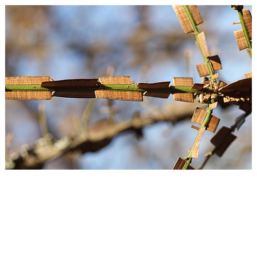 なんていう植物なんだろう･･･？