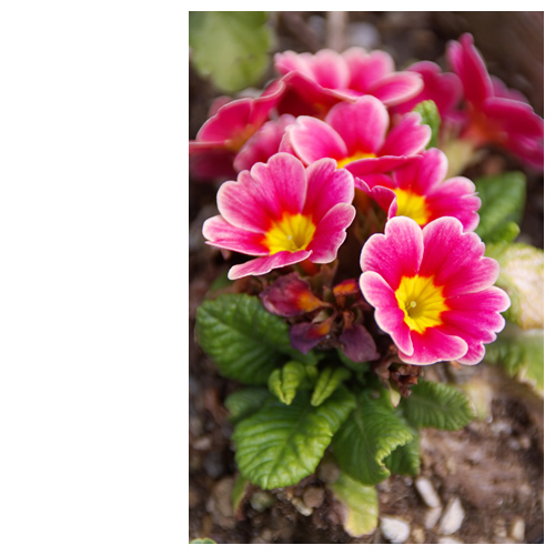 春になり庭に花が咲き始めた･･･が