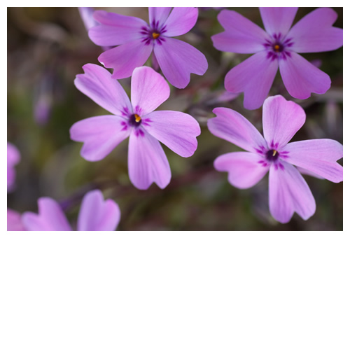 シバザクラが今年も咲いてます。