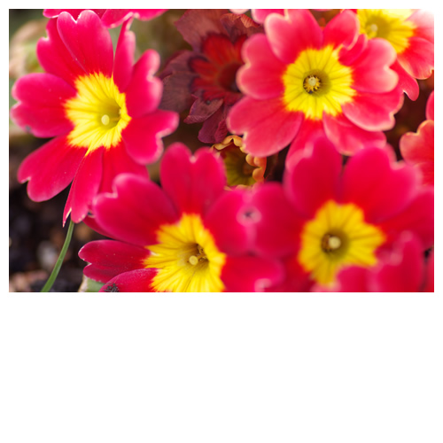 赤い花びらで真ん中が黄色い花、なんて花？