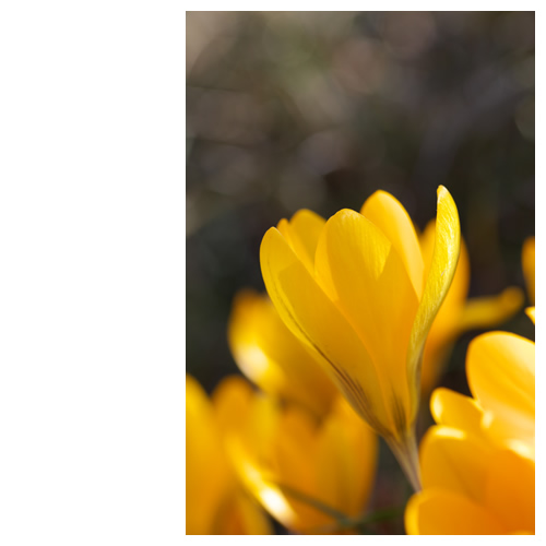 クロッカス　- Crocus vernus -