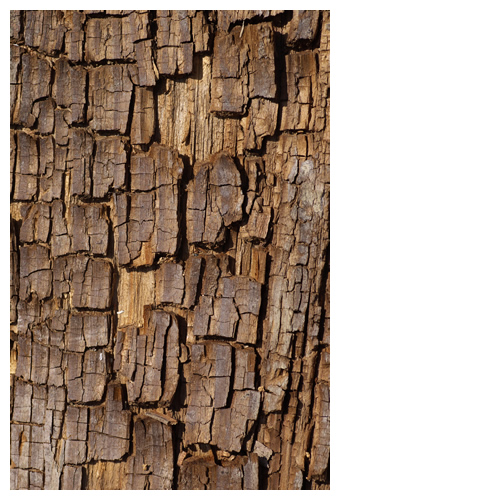 木の断片「パリパラ」