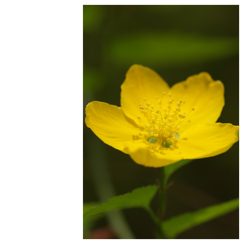 ちっちゃいの真ん中密集タイプ