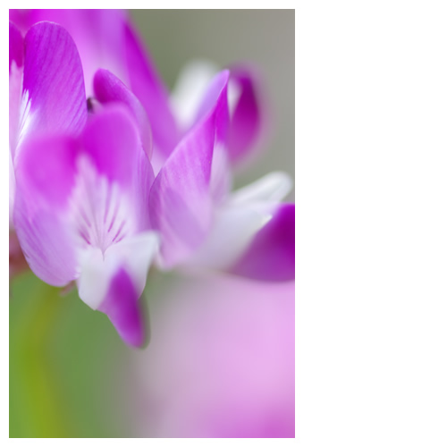 蓮華草が咲いていた。