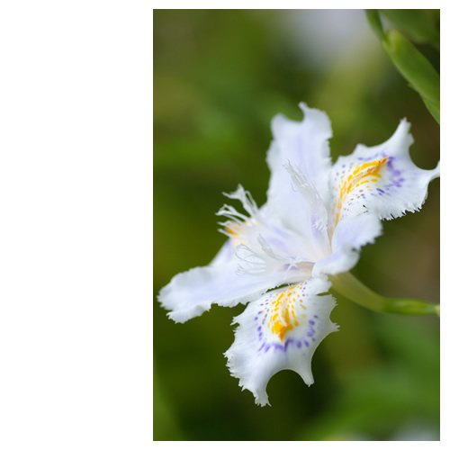 名前を「射干（シャガ）」という。