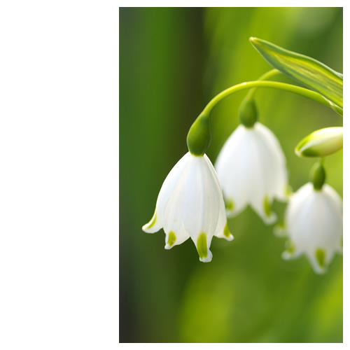 スノーフレーク Summer Snowflake