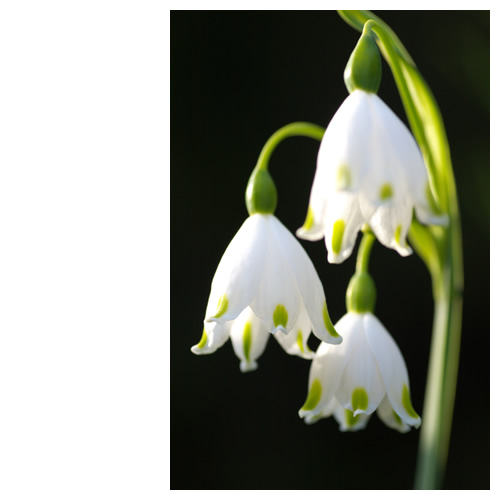 スノーフレーク Summer Snowflake