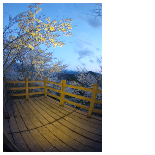 青白い空と桜を望む