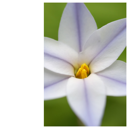 花にら大好き♪