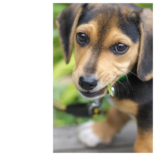 「それ、何食ってんの？」「何って、草食ってんだよ。」