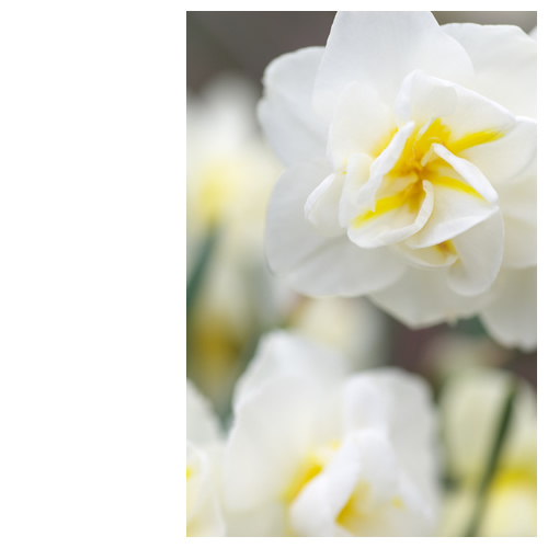 白い花と「もっと知りたいじゃんバトン」