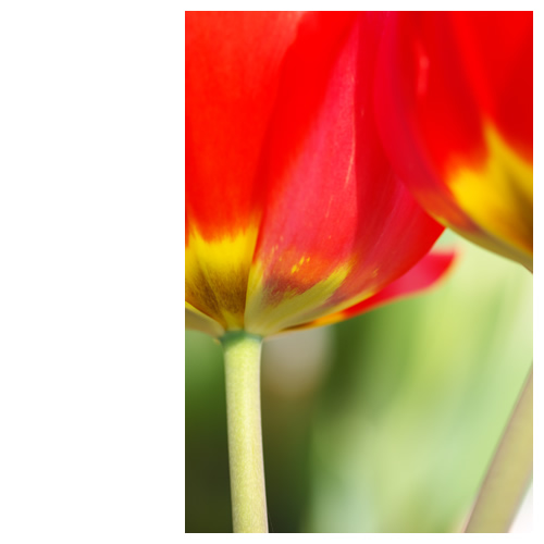 赤いチューリップが混ざってた。