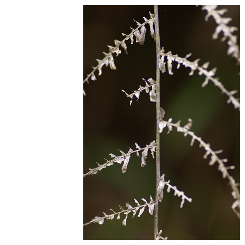 まるで魚の骨のように・・・