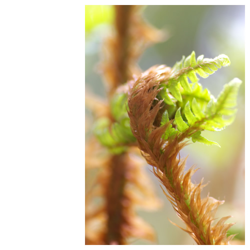 恐竜？または●●仮面？