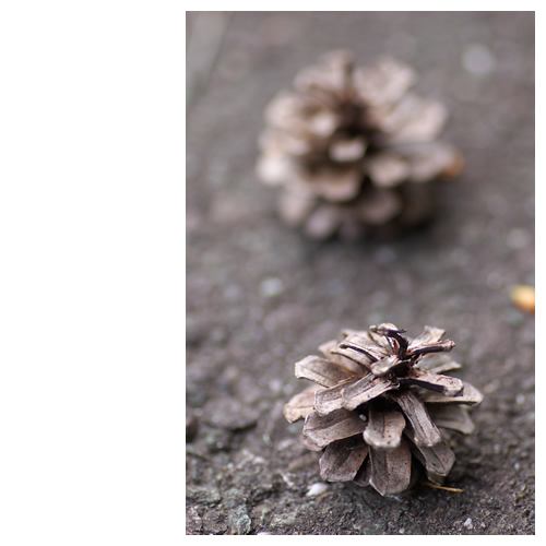 松ぼっくり（まつぼっくり）