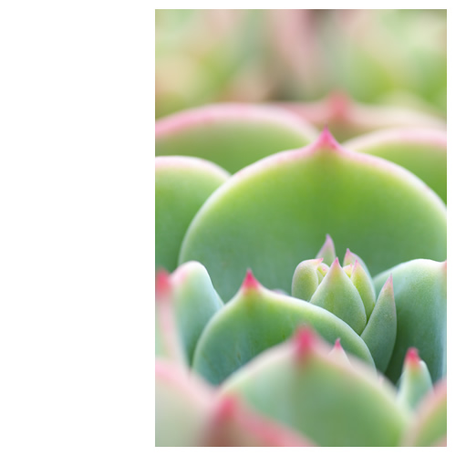 多肉植物？白牡丹？エケベリア？